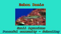 Danios - a good beginning tropical fish for an aquarium set up