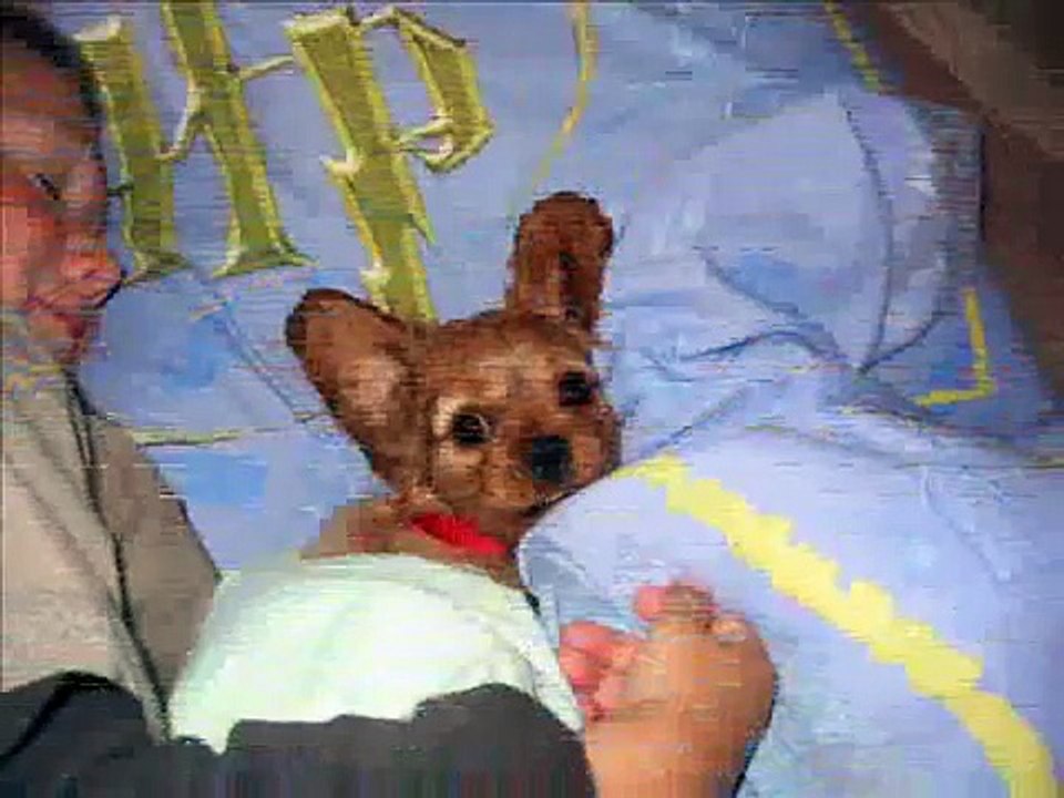 Poppy the Cavalier King Charles Spaniel 2!!