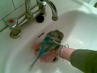 Iulica face pici-pici