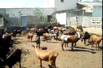 cabrones en celo.mp4