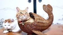 ЛОВУШКИ ДЛЯ КОТОВ |  Забавные фотографии / Traps for cats |  Funny photos