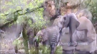 Crocodile Attacked Elephant's trunk Very Special Video