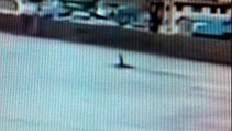 Unidentify Giant sea creature attack Caught on camera, attack birds during japan tsunami.NEW