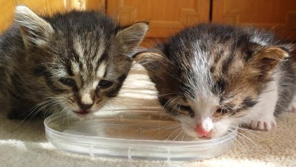 Pair of tiny kittens drink water for first time