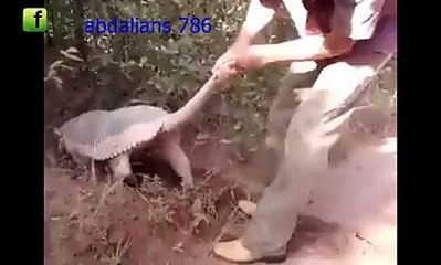 This is an animal that is eating away the dead from their graves