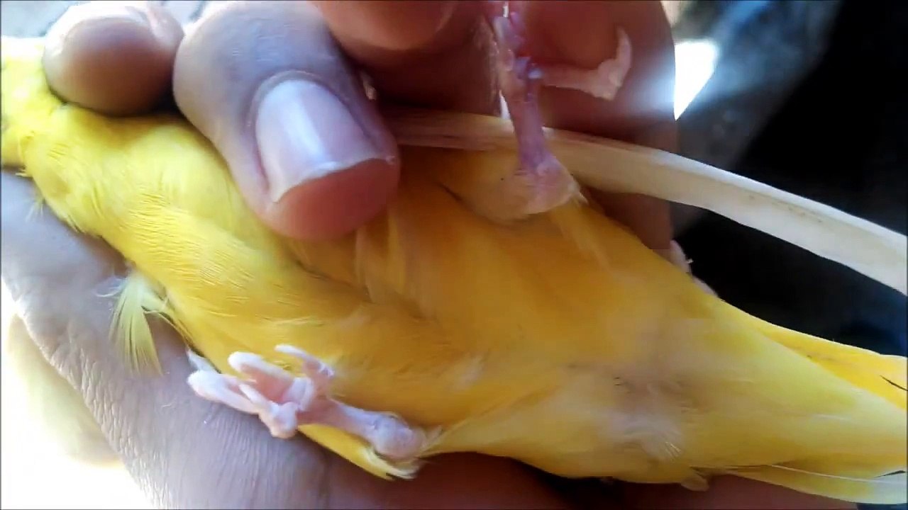 Como saber se á periquita vai botar ? Como saber se tem filhotinho no ovo ?