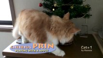Amazing ! Cat to high-speed dribble ／ 凄い！高速ドリブルする猫　(Christmas tree Version)