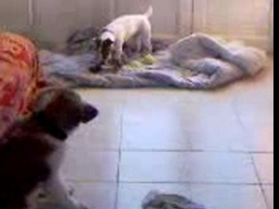 Achille & astra bébés