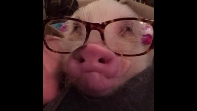 Best Videos of The Day #14 - Mister Buzz - FAILS, CRASH, VINES, LOL, WTF, THUG, CUTE ANIMALS and more....