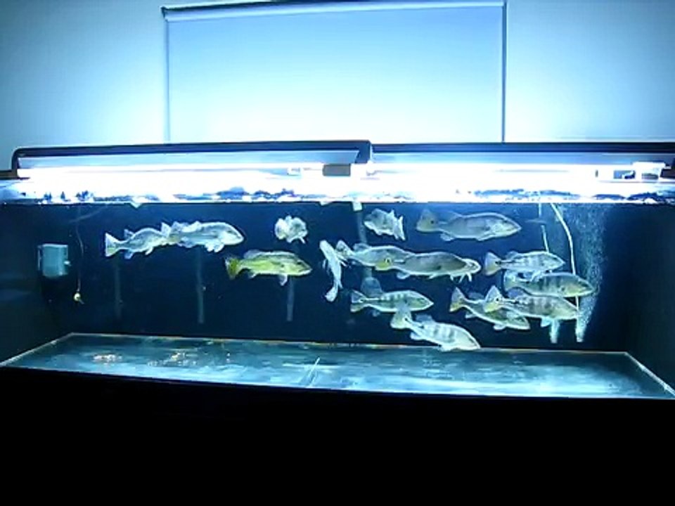 Azul Feeding 2