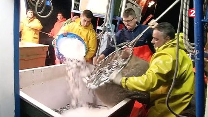 La pêche aux anchois fait le bonheur des Italiens