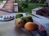 How to find out- Organic Mangoes vs chemical treated Mangoes