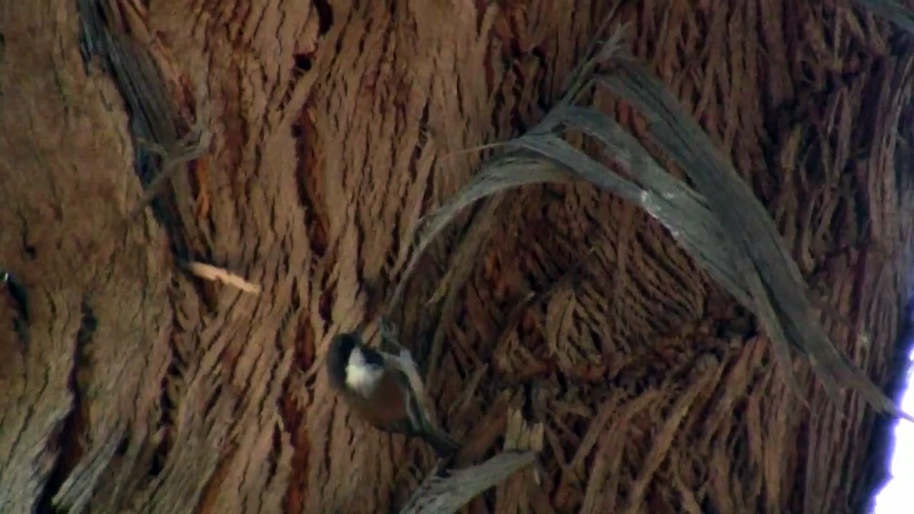 Chestnut-backed Chickadee