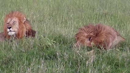 Notch, Coalition of five male lions - Masai Mara - Near Matira Bush Camp - HD