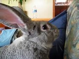 Rufus the flemish giant! Funny Bunny
