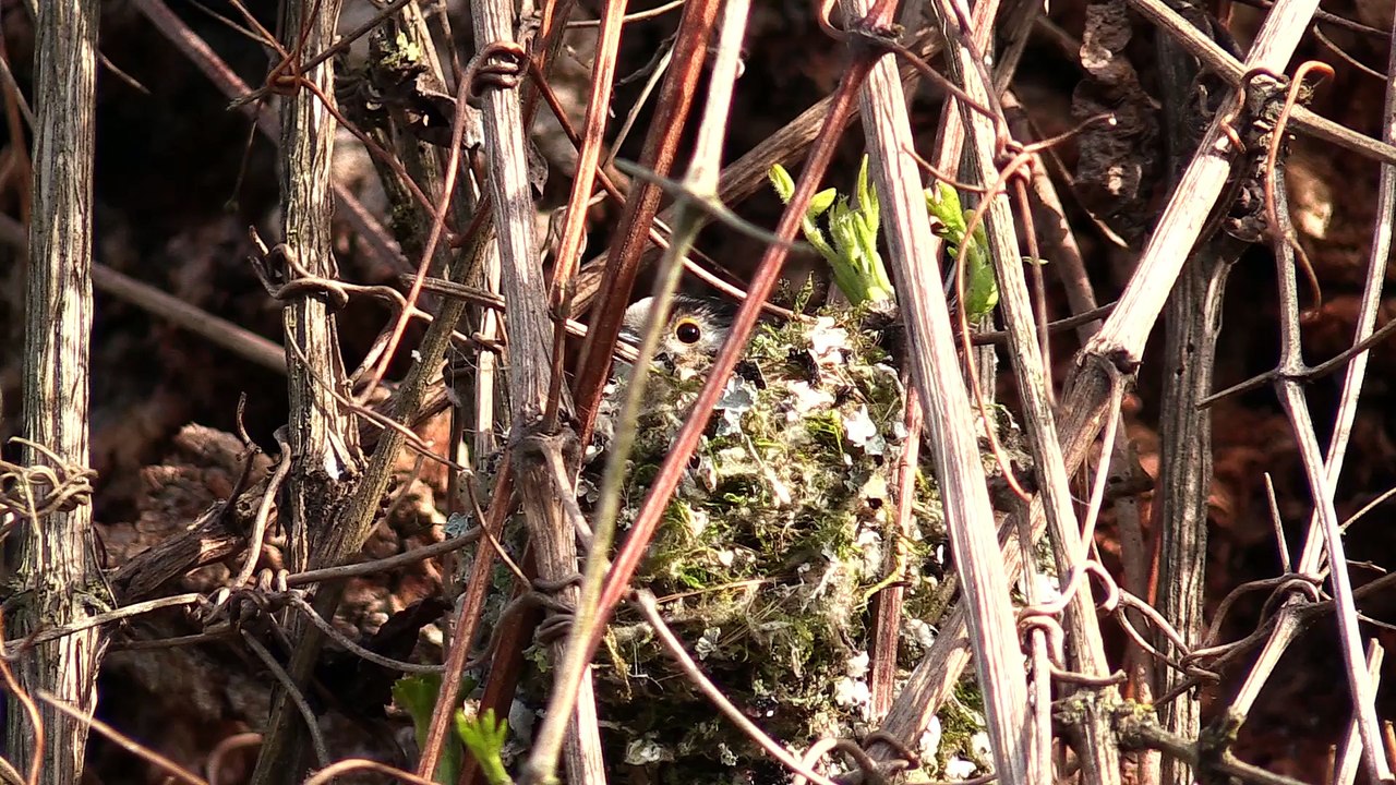 Mésange longue queue. Troglodyte.Visionner en HD 1080.