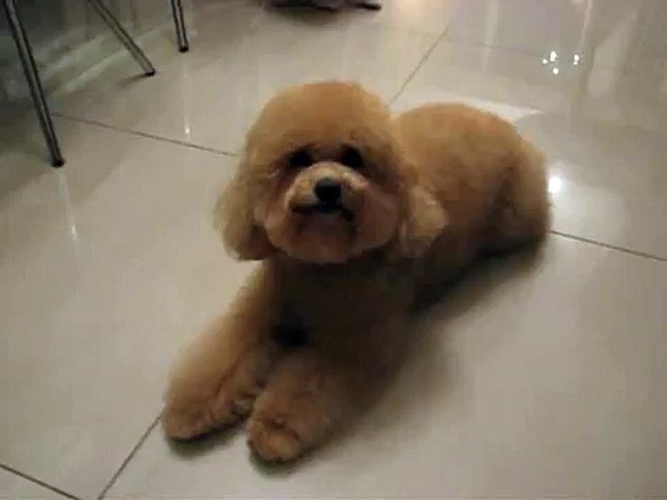 玩具貴婦狗Toy Poodle-Cola美容完後
