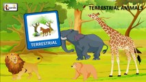 Terrestrial animals list | Animals on Land | Kindergarten learning videos playlist