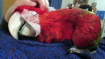 Un perroquet adore les caresses