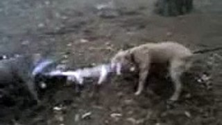 American Staffordshire Terrier Pit Bull Terrier  Tug of War