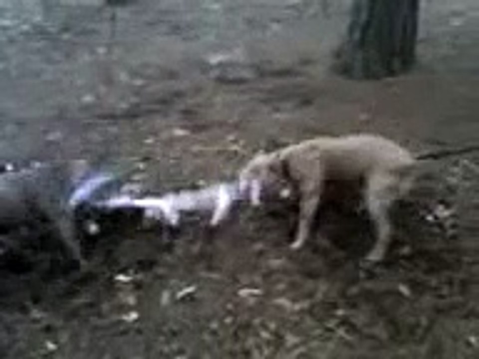 American Staffordshire Terrier Pit Bull Terrier  Tug of War