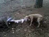American Staffordshire Terrier Pit Bull Terrier  Tug of War
