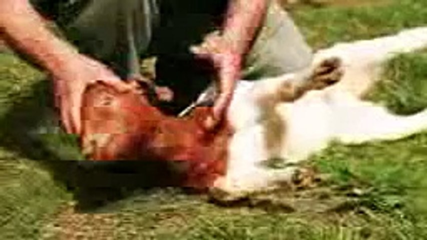 egorger un mouton