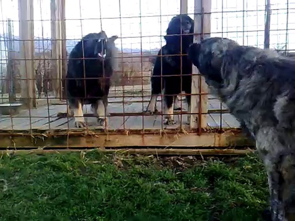 borbe pasa NP - muzov hari sampion 2.avi