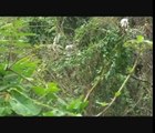 Garças alimentando os filhotes em Macau, China / Egrets feeding their babies in Macao, China