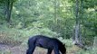 Three Brothers Retreat Skinny Bear in West Virginia Trail Camera