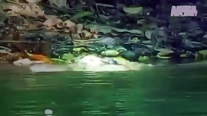 Discovery Channel Documentary 2015 | Animal Planet | National Geographic Wild #15