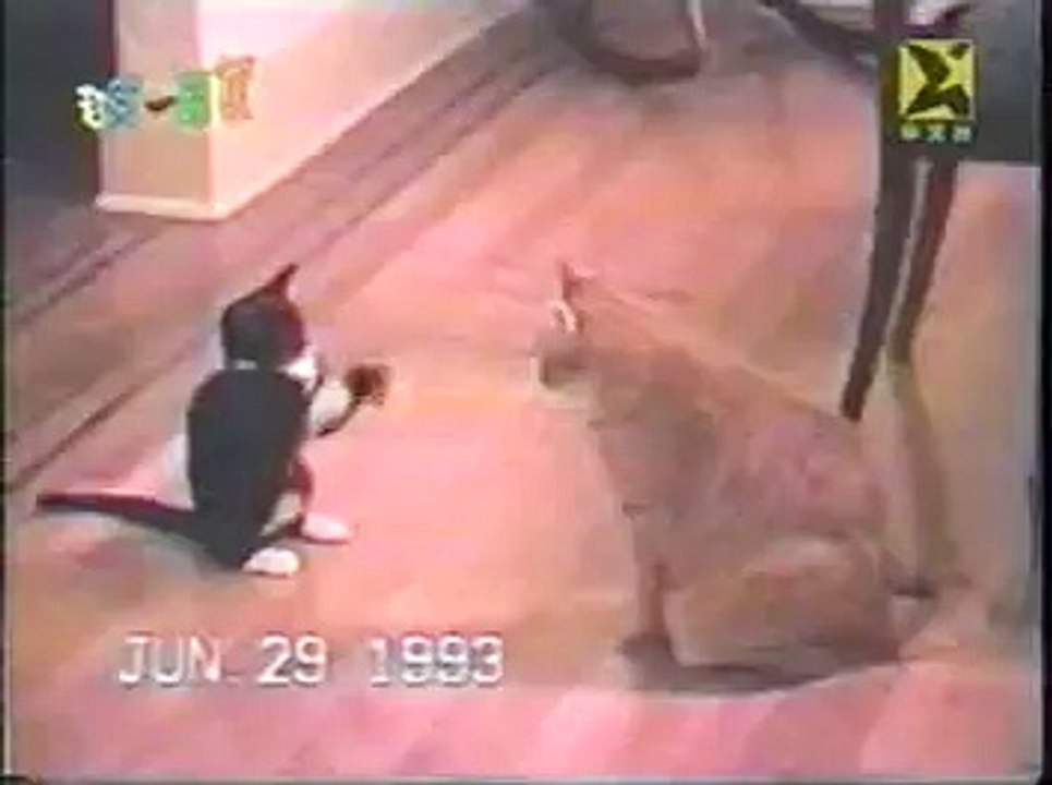 Real CATFIGHT