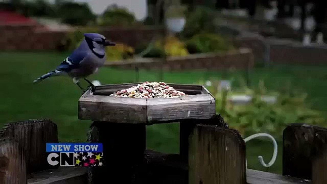 Cartoon Network - Regular Show Goes Live Action...or Does It? !!! NEW !!!