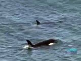 Habitantes dos Mares: Mamíferos - A Orca