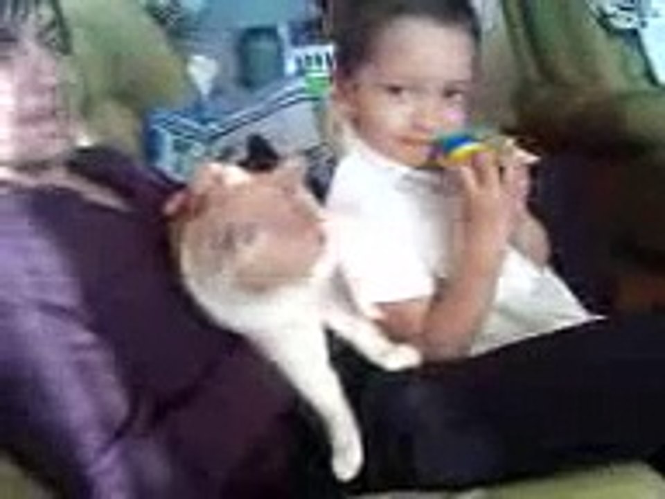 Cat on LSD 2