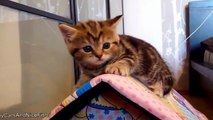 Funny Videos   Funny Cats   Funny Pranks   Funny Animals Videos   Funny Vines 2015