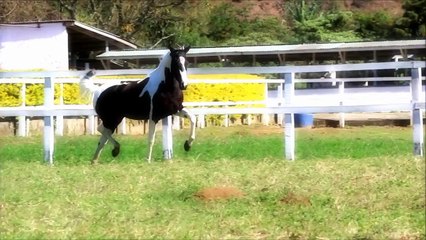 Amanda Gadu (T.E.) (Xangai do PEC X Italia R.M.) - Mangalarga e Pampa - Haras Garden