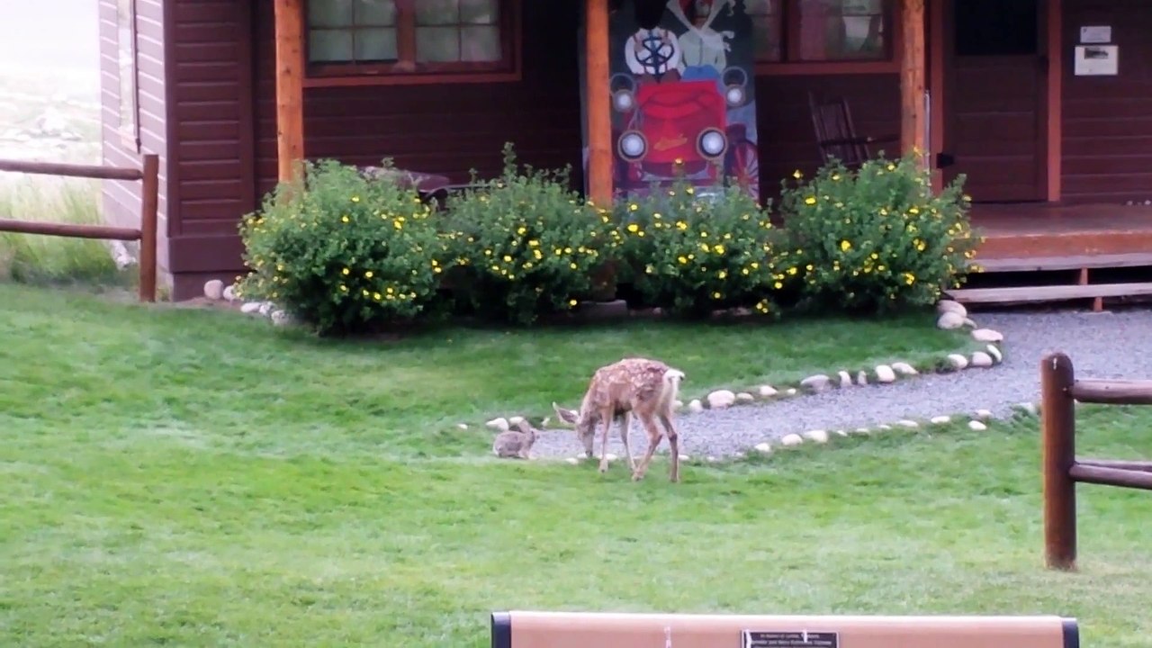 YMCA of the Rockies - Deer and Bunny Playing