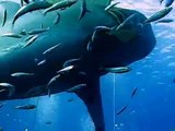 Lo squalo bianco più grande del mondo avvistato in Messico