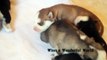 New Born Husky Puppies 2015 - Husky Puppies Want Their Mom