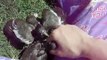 HAND feeding baby doves