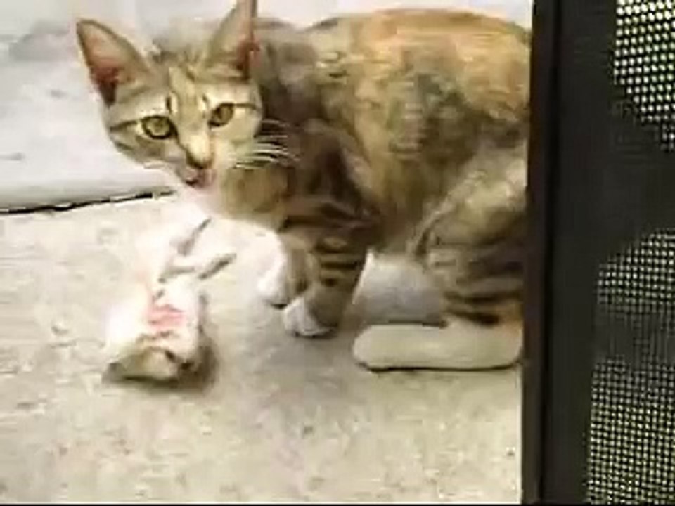 Mama cat eating her baby
