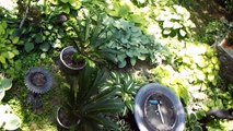 Hosta Garden Tour 2015- John & Carol