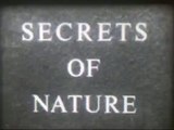 Secrets of Nature - BADGERS, A British Instructional Film, Associated British Pathe, 16mm Film