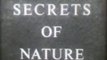 Secrets of Nature - BADGERS, A British Instructional Film, Associated British Pathe, 16mm Film