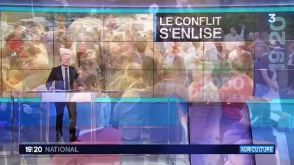 Crise de la filière porcine : la tension monte