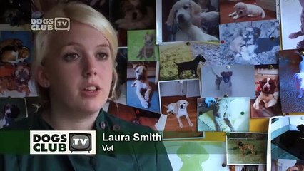 Dog Skin Problems - Vet Advice