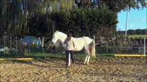 Niño, Liberté et Dressage en cordelette