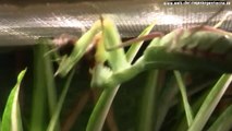 Praying Mantis eats prey - Gottesanbeterin frisst Grille ( Sphodromantis.spec Togo )