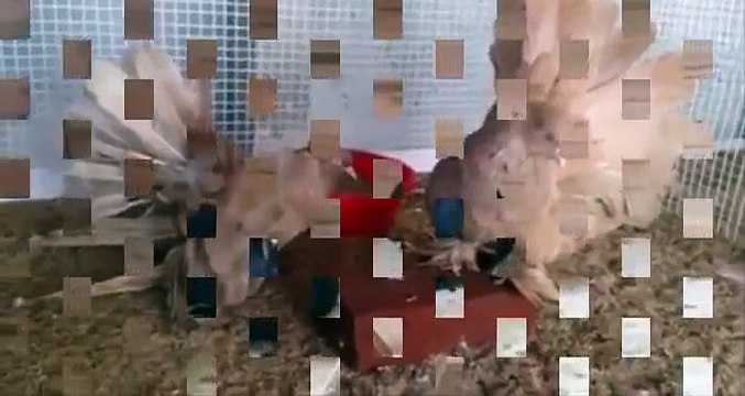 Indian Fantail Pigeon ( Fancy Pigeon Irk ) / Indian Fantail Pigeon ( Fancy Pigeon Breed )